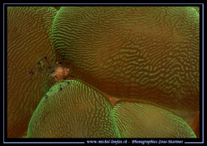 Little Symbiotic Shrimp in a Plerogyra sinuosa... Que du ... by Michel Lonfat 